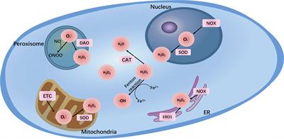 Frontiers | The Relationship of Redox With Hallmarks of Cancer 
